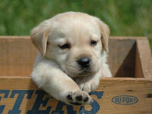 cute dog bylaw large